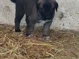 Orjinal Has Kangal Yavruları