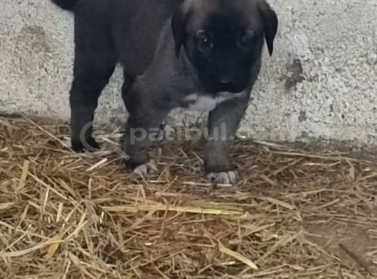 Orjinal Has Kangal Yavruları görsel