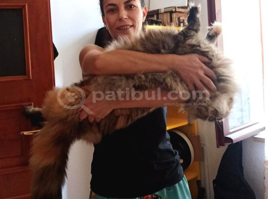Xxl Cüsse Show Kalite Safkan Secereli Mainecoon görsel
