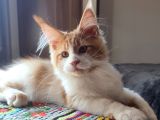 XXL cüsse show kalite safkan secereli Mainecoon