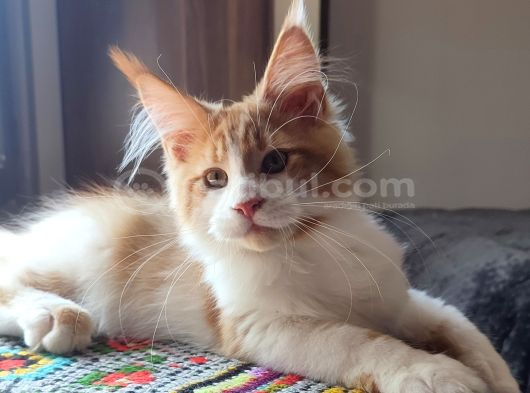 XXL cüsse show kalite safkan secereli Mainecoon