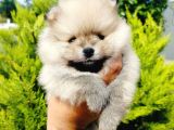A Kalite Pomeranian Yavrularımız