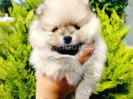 A Kalite Pomeranian Yavrularımız görsel