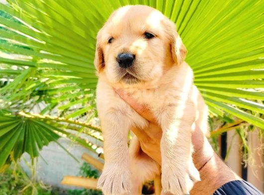 Baby Face A Kalite Golden Yavruları görsel