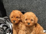 Ev Üreti̇mi̇ Poodle Yavrularimiz Ömürlük Yuvasini Ariyor