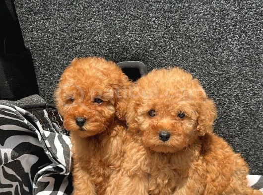 Ev Üreti̇mi̇ Poodle Yavrularimiz Ömürlük Yuvasini Ariyor görsel