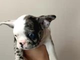 French bulldog Merle yavrular
