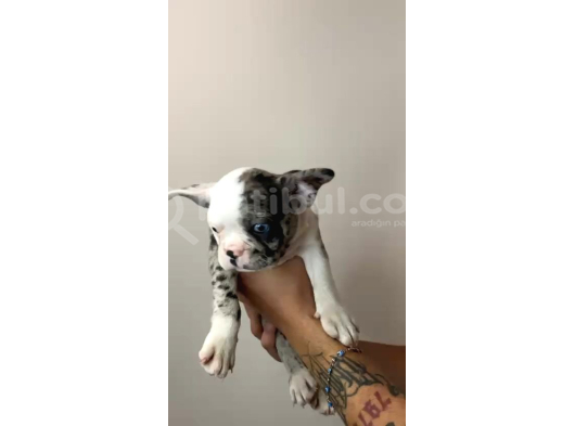 French Bulldog Merle Yavrular