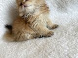 Irkının En İyisi Aslan Baş Blh Golden Longhair