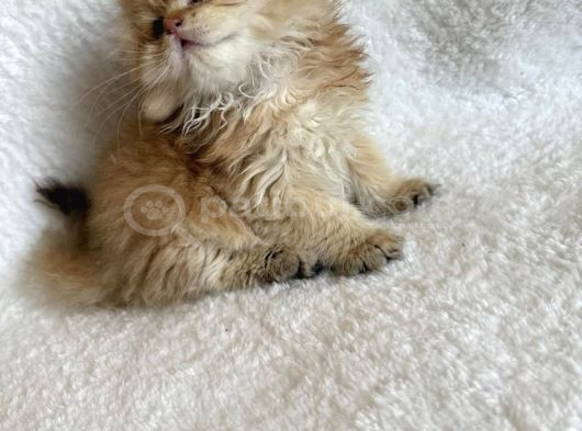 Irkının En İyisi Aslan Baş Blh Golden Longhair görsel