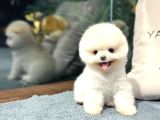 Pomeranian Boo Yavrular  Güvenli ve Sözleşmeli Teslim