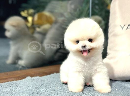 Pomeranian Boo Yavrular  Güvenli Ve Sözleşmeli Teslim
