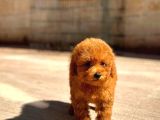 Toy Poodle Yavru  Güvenli Ve Sözleşmeli Teslim