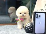 Pomeranian Boo Yavrular  Güvenli Ve Sözleşmeli Teslim