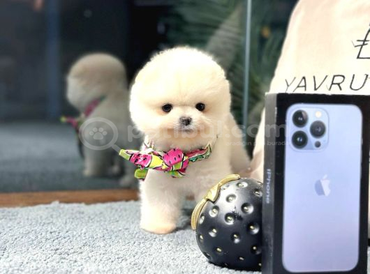 Pomeranian Boo Yavrular  Güvenli Ve Sözleşmeli Teslim görsel