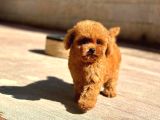 Toy Poodle Yavru  Güvenli Ve Sözleşmeli Teslim