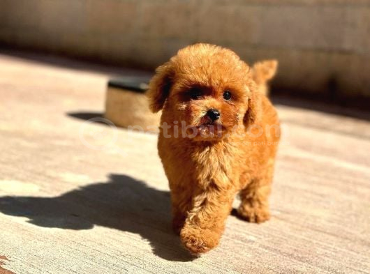 Toy Poodle Yavru  Güvenli Ve Sözleşmeli Teslim görsel