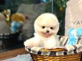 Pomeranian Boo Yavrular  Güvenli Ve Sözleşmeli Teslim
