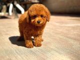 Toy Poodle Yavru  Güvenli Ve Sözleşmeli Teslim