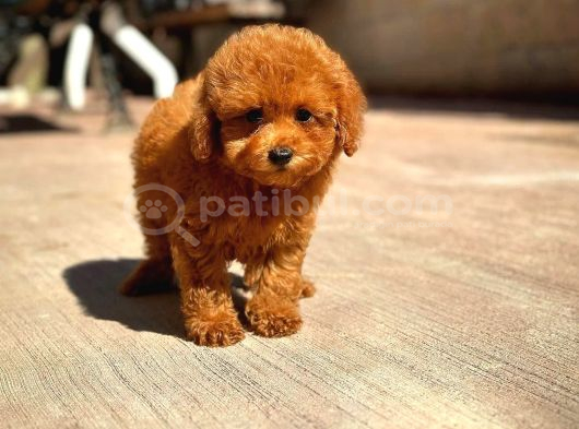 Toy Poodle Yavru  Güvenli Ve Sözleşmeli Teslim görsel