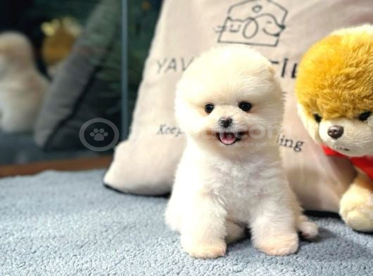 Pomeranian Boo Yavrular  Güvenli Ve Sözleşmeli Teslim görsel