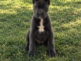 Anatomi Harikası Irk Garantili Cane Corso Yavrular