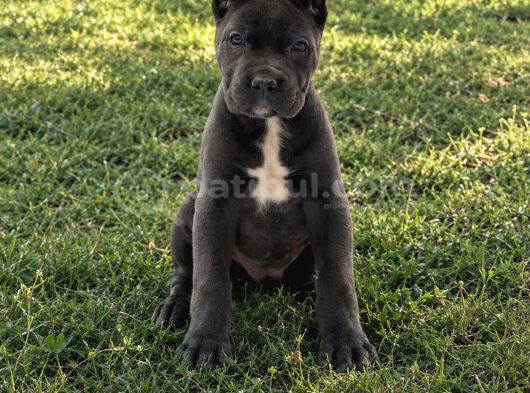 Anatomi Harikası Irk Garantili Cane Corso Yavrular görsel