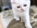 Pamuk Gibi Bebekler Teslime Hazır