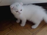 Pamuk Gibi Bebekler Teslime Hazır