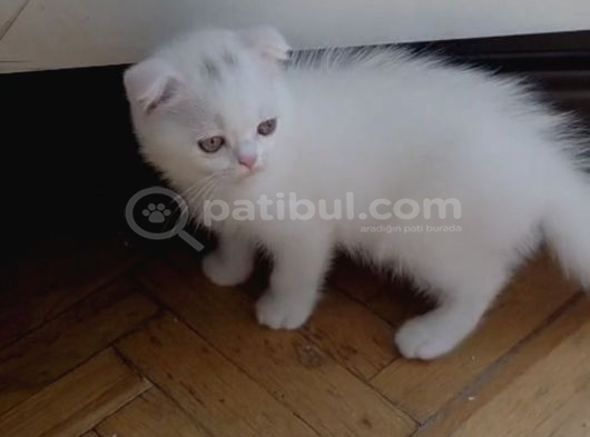 Pamuk Gibi Bebekler Teslime Hazır görsel