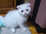 Pamuk Gibi Bebekler Teslime Hazır