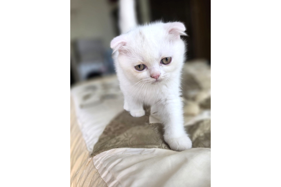 Pamuk Gibi Bebekler Teslime Hazır