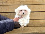 Maltese Terrier Yavruları