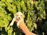 Malti̇poo Bebekleri̇m