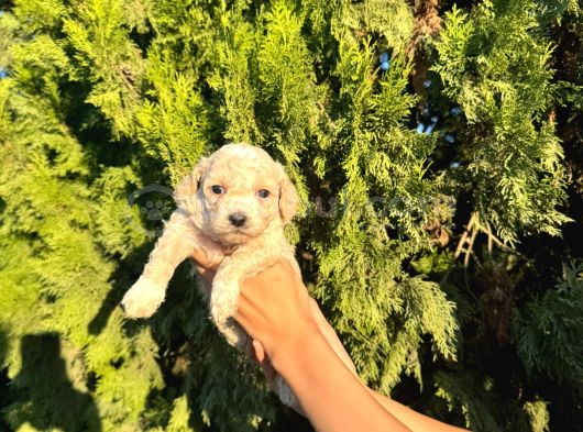 Malti̇poo Bebekleri̇m görsel