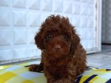RED BROWN EN ÖZEL RENK TOY POODLE YAVRULARIMIZ