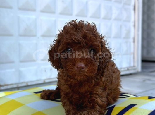 Red Brown En Özel Renk Toy Poodle Yavrularimiz