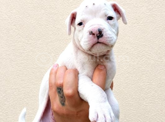 Kali̇teli̇ Boxer Yavrularimiz görsel