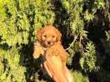 TOYPOODLE YAVRULARIM