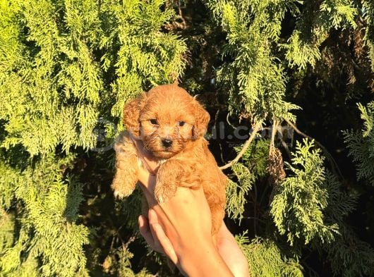 Toypoodle Yavrularim