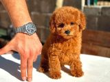 Yeni Aile Üyeniz Toy Poodle  Veteriner Kontrollü Yavrula