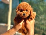 Yeni Aile Üyeniz Toy Poodle  Veteriner Kontrollü Yavrula