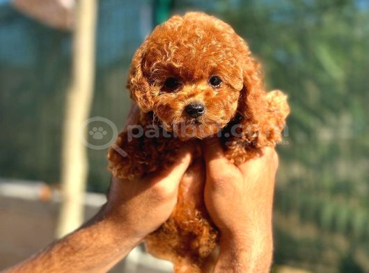 Yeni Aile Üyeniz Toy Poodle  Veteriner Kontrollü Yavrula görsel