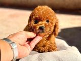 Yeni Aile Üyeniz Toy Poodle  Veteriner Kontrollü Yavrula