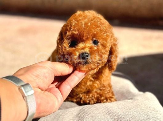 Yeni Aile Üyeniz Toy Poodle  Veteriner Kontrollü Yavrula görsel