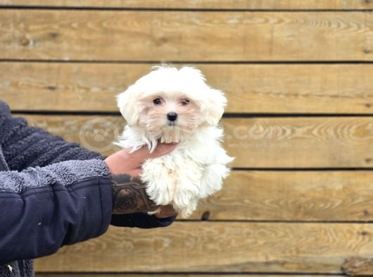 Maltese Terrier Yavruları görsel