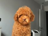 Ev Doğumlu Orji̇nal Toy Poodle Yavrumuz