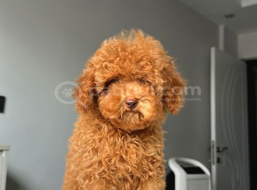 Ev Doğumlu Orji̇nal Toy Poodle Yavrumuz görsel