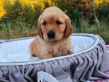 Baby Face Safkan Golden Retriever Yavruları