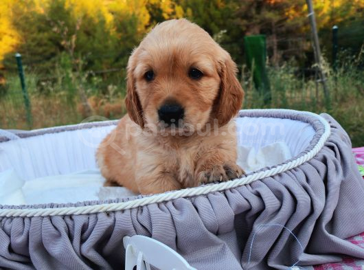 Baby Face Safkan Golden Retriever Yavruları görsel